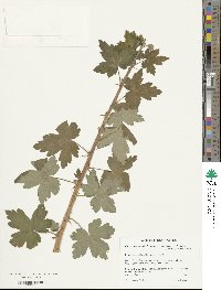 Ribes oxyacanthoides subsp. setosum image