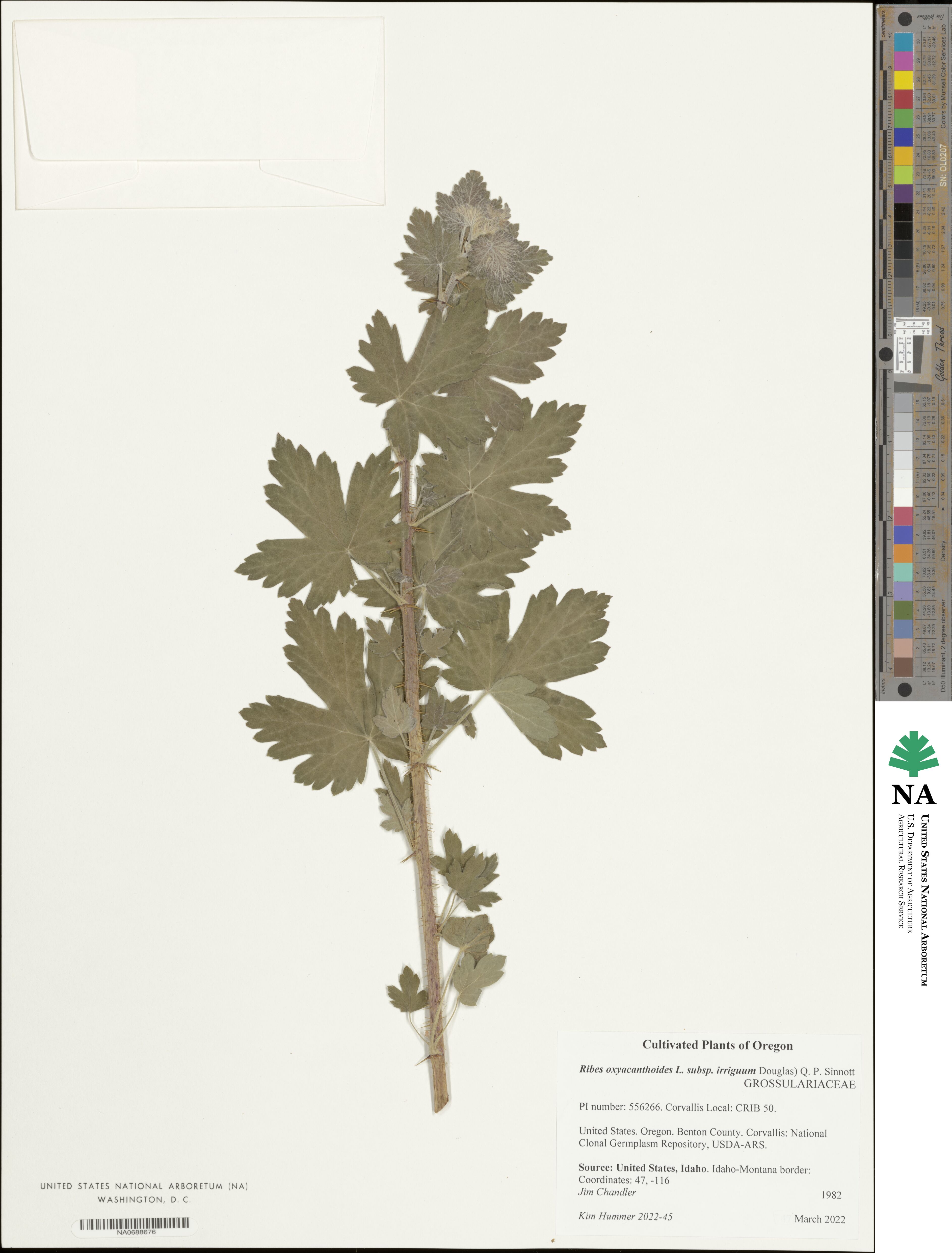 Ribes oxyacanthoides subsp. irriguum image