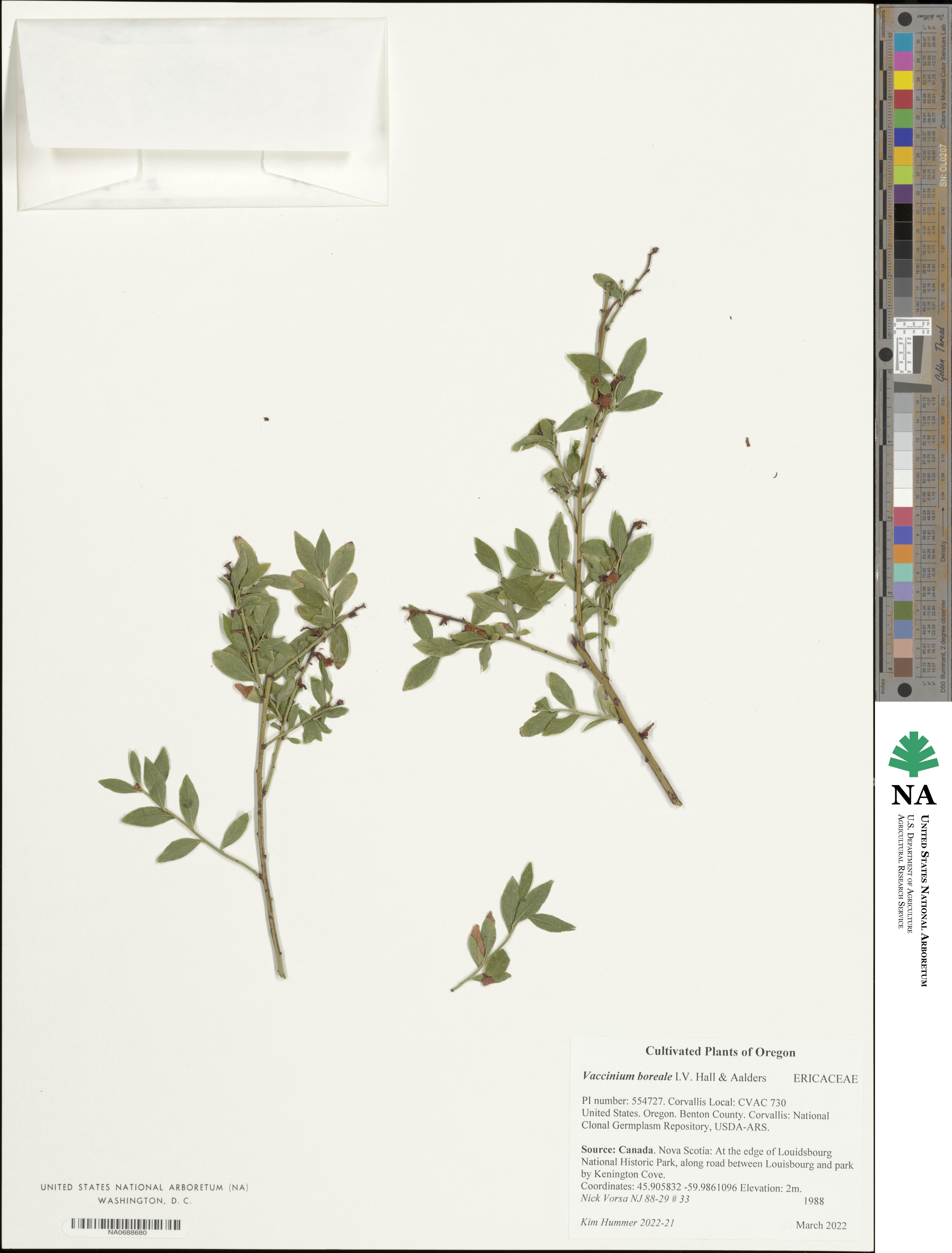 Vaccinium boreale image