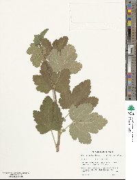 Ribes viscosissimum image