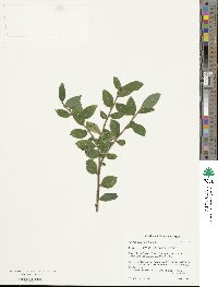 Vaccinium ovalifolium image