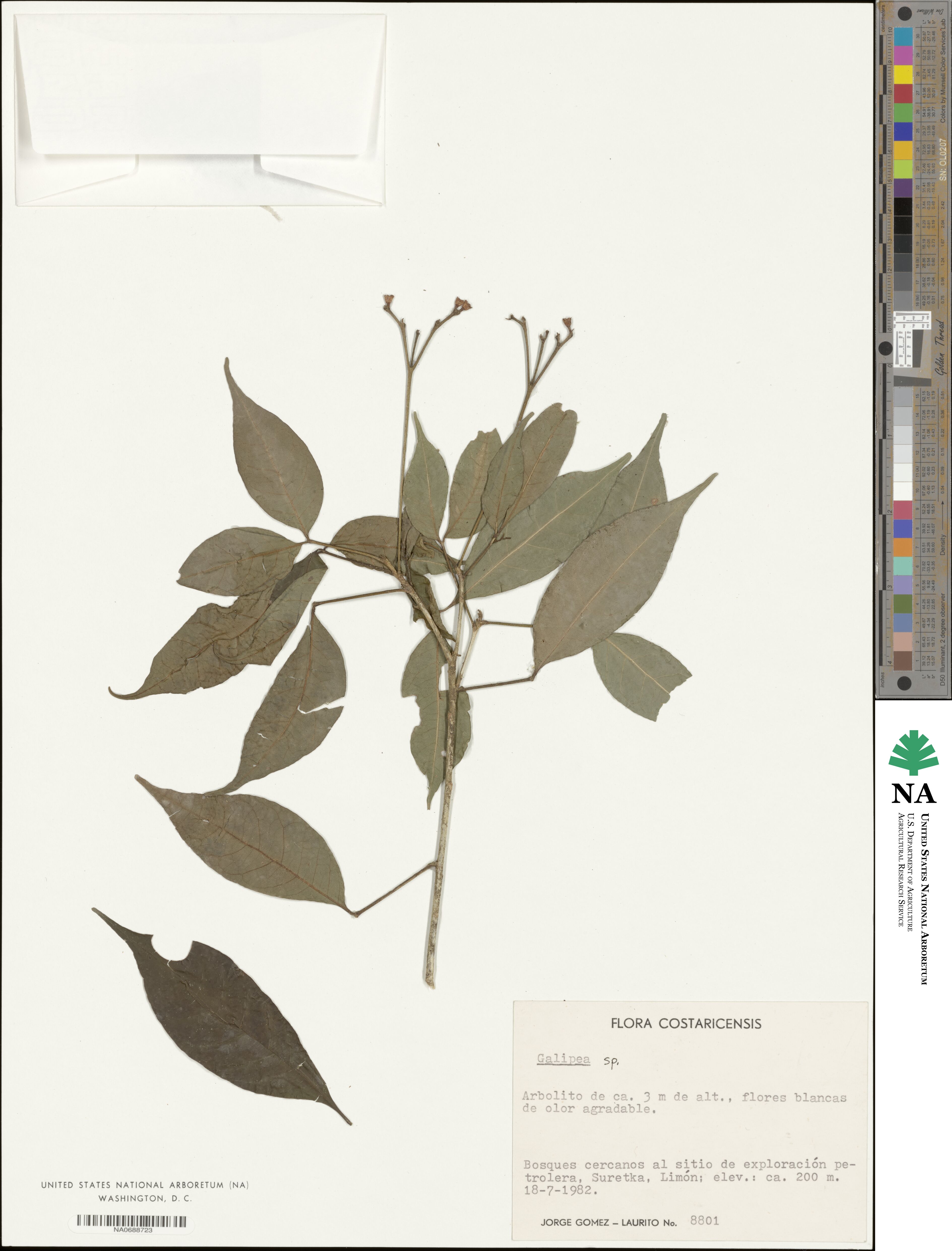 Galipea image