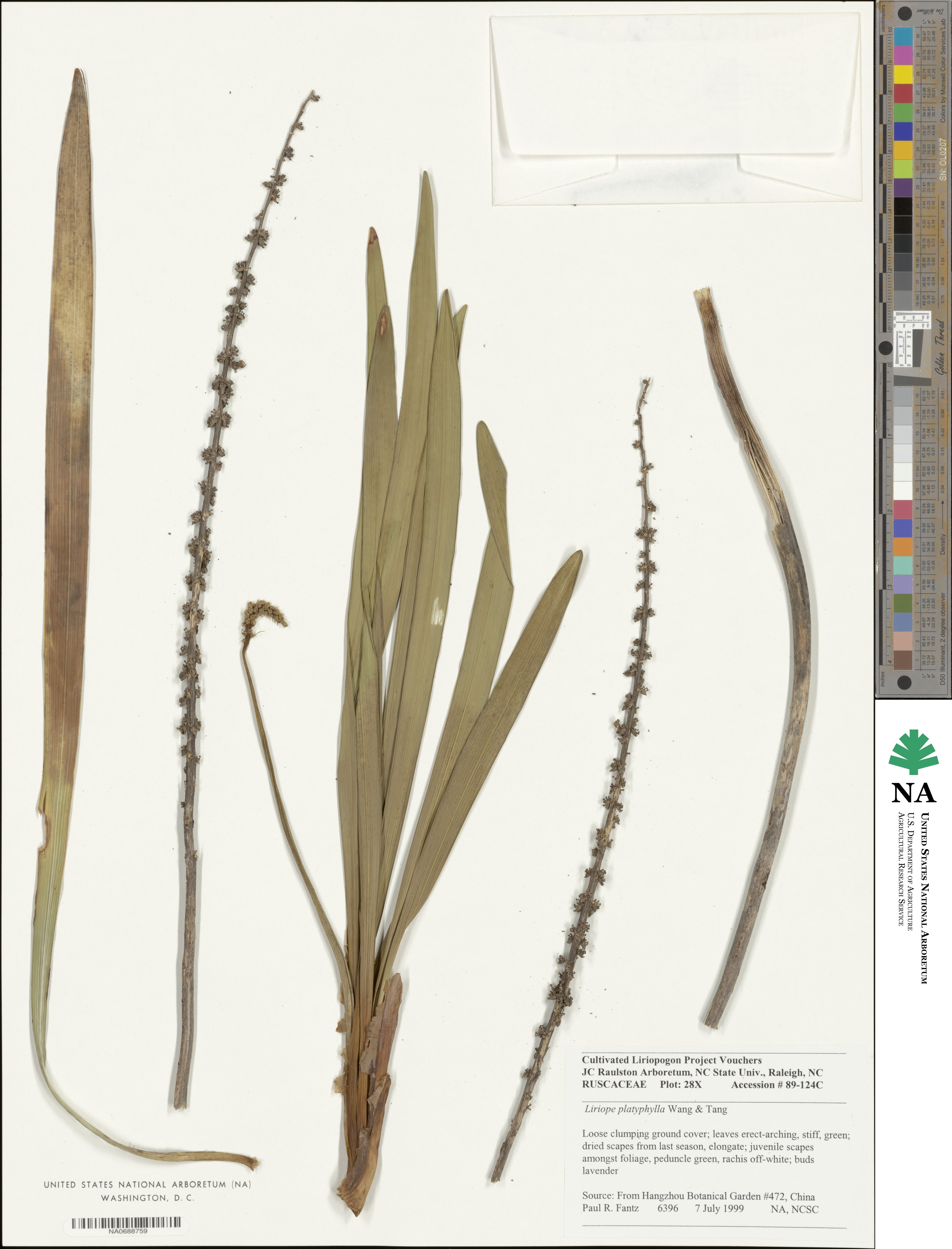 Liriope muscari image