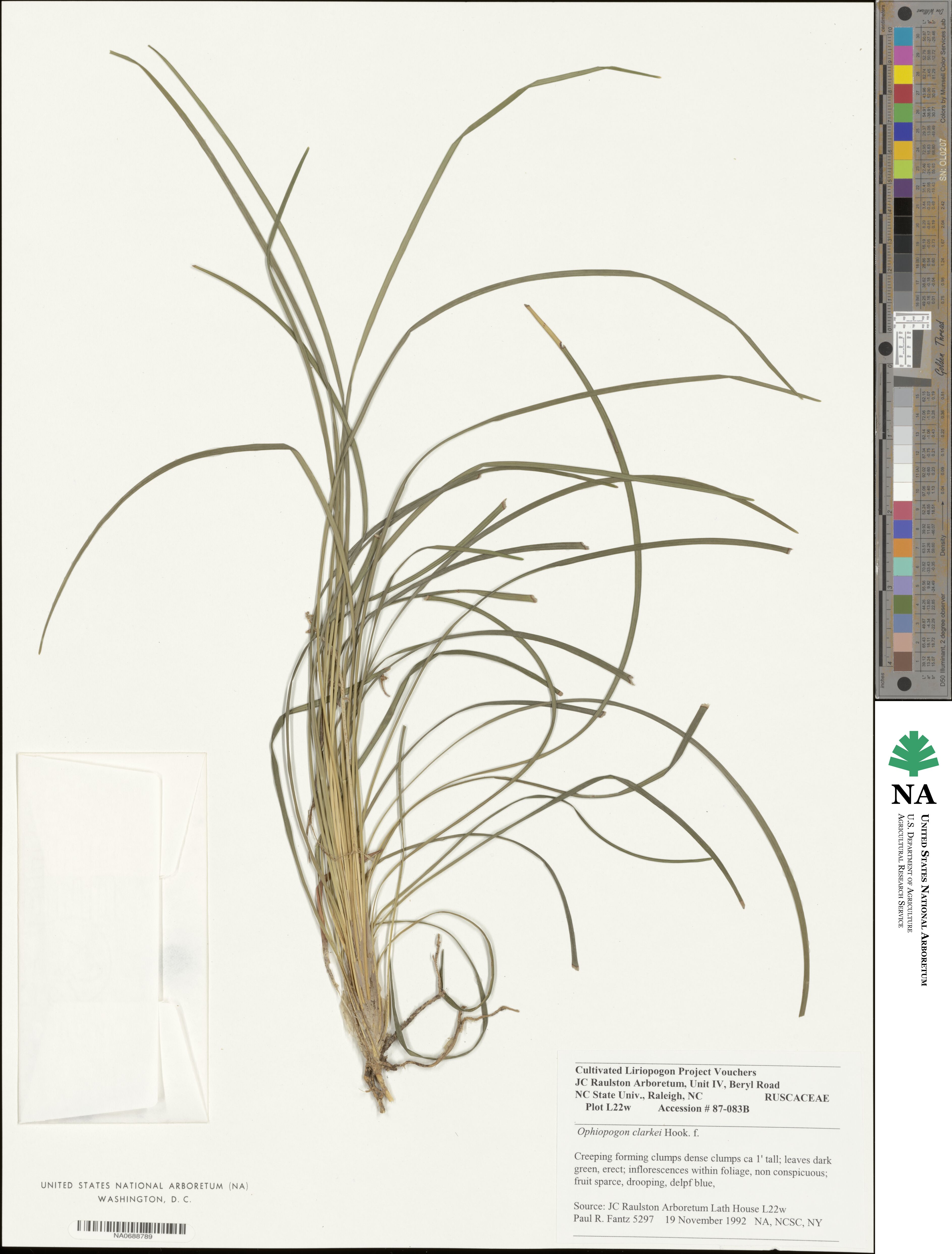 Ophiopogon clarkei image