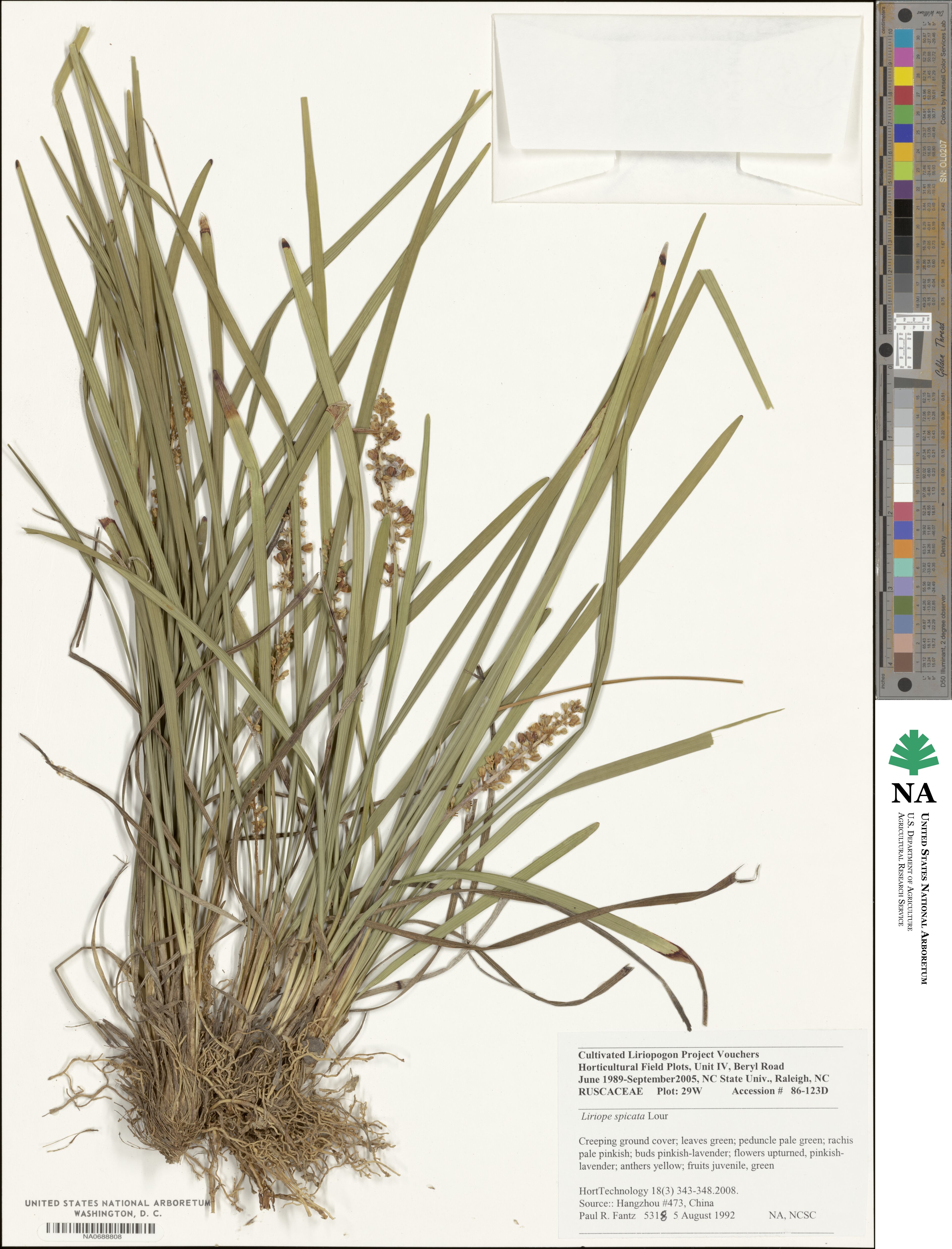 Liriope spicata image