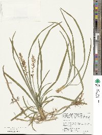 Liriope spicata image