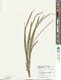 Liriope spicata image