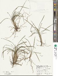 Ophiopogon japonicus image