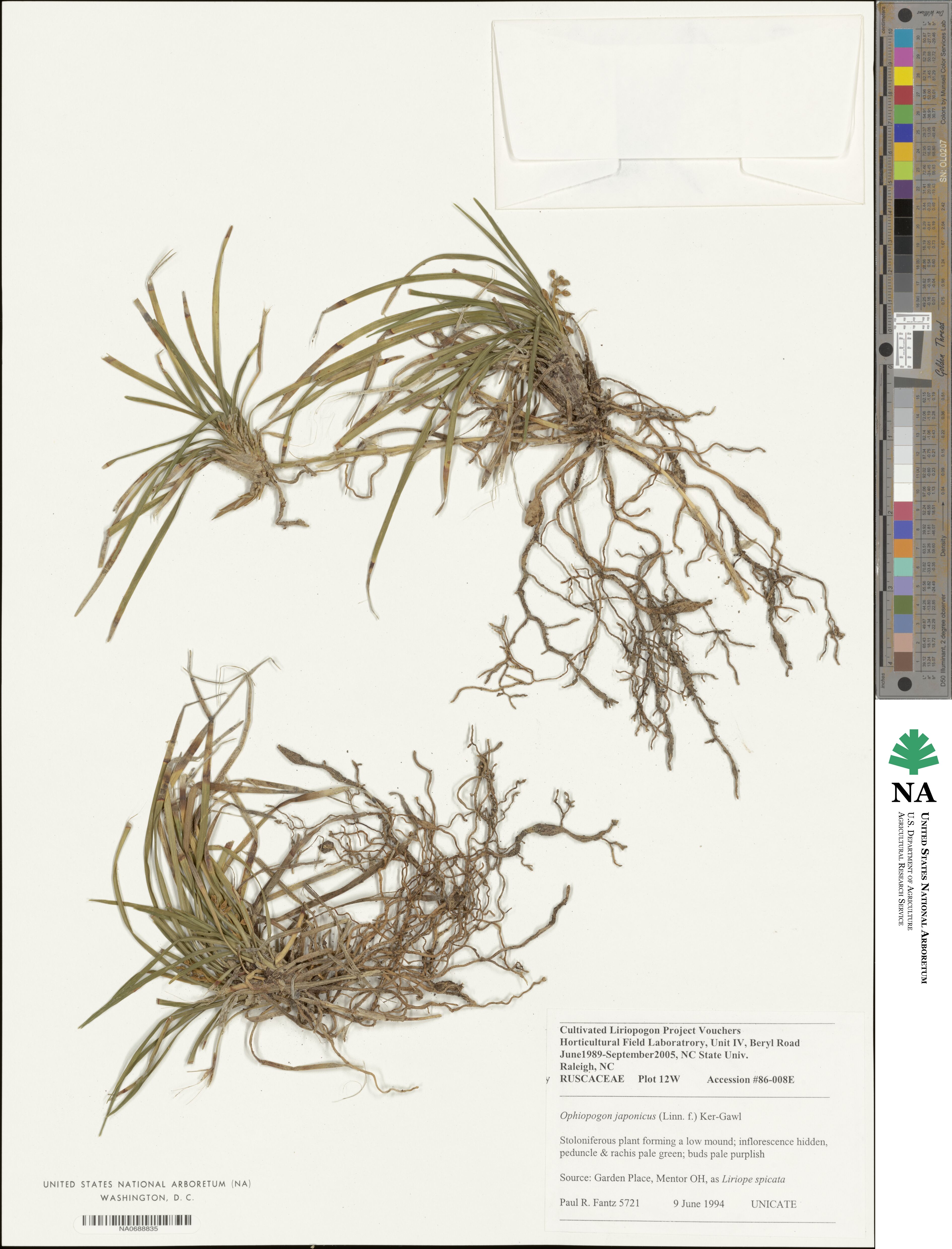 Ophiopogon japonicus image