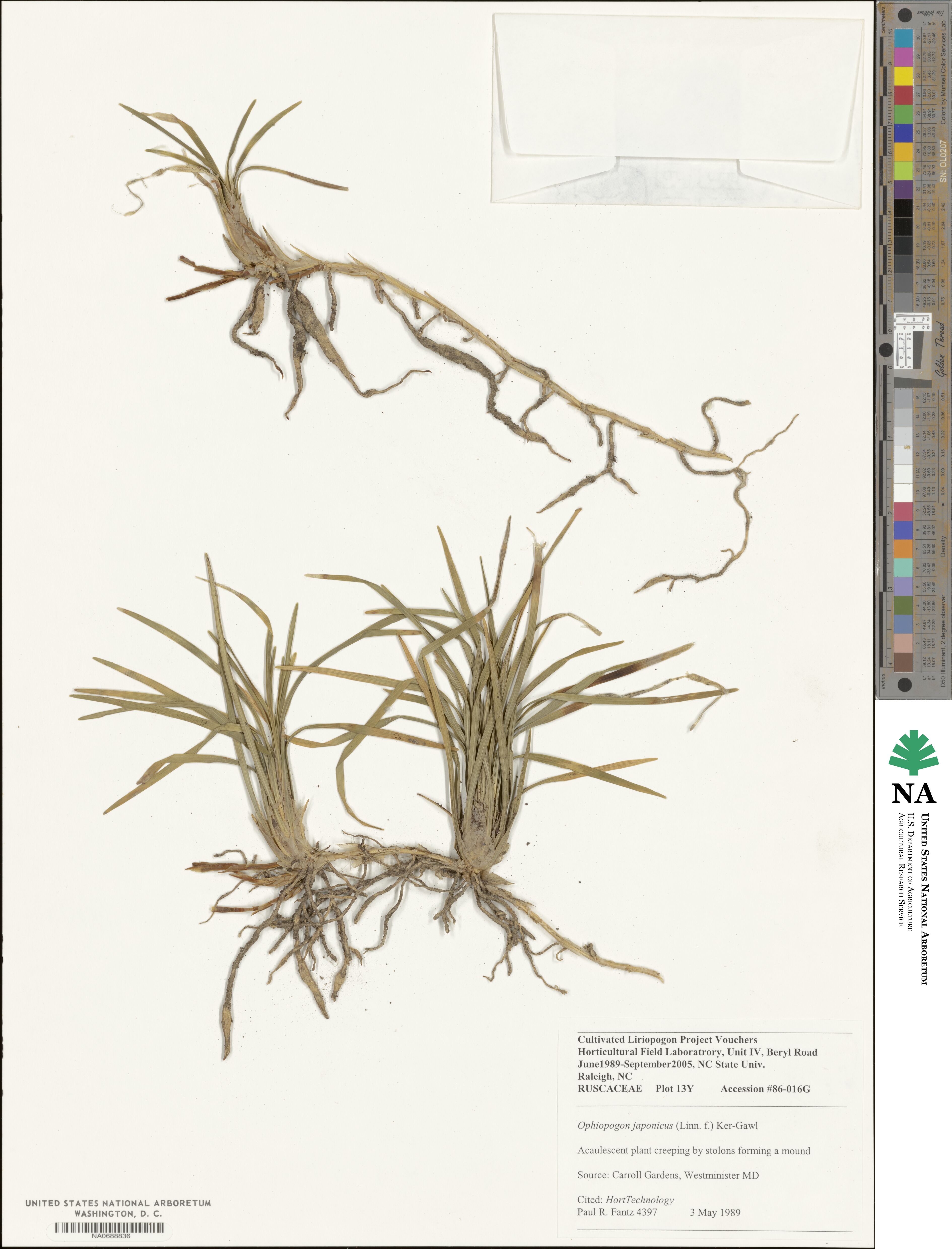 Ophiopogon japonicus image