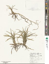 Ophiopogon japonicus image