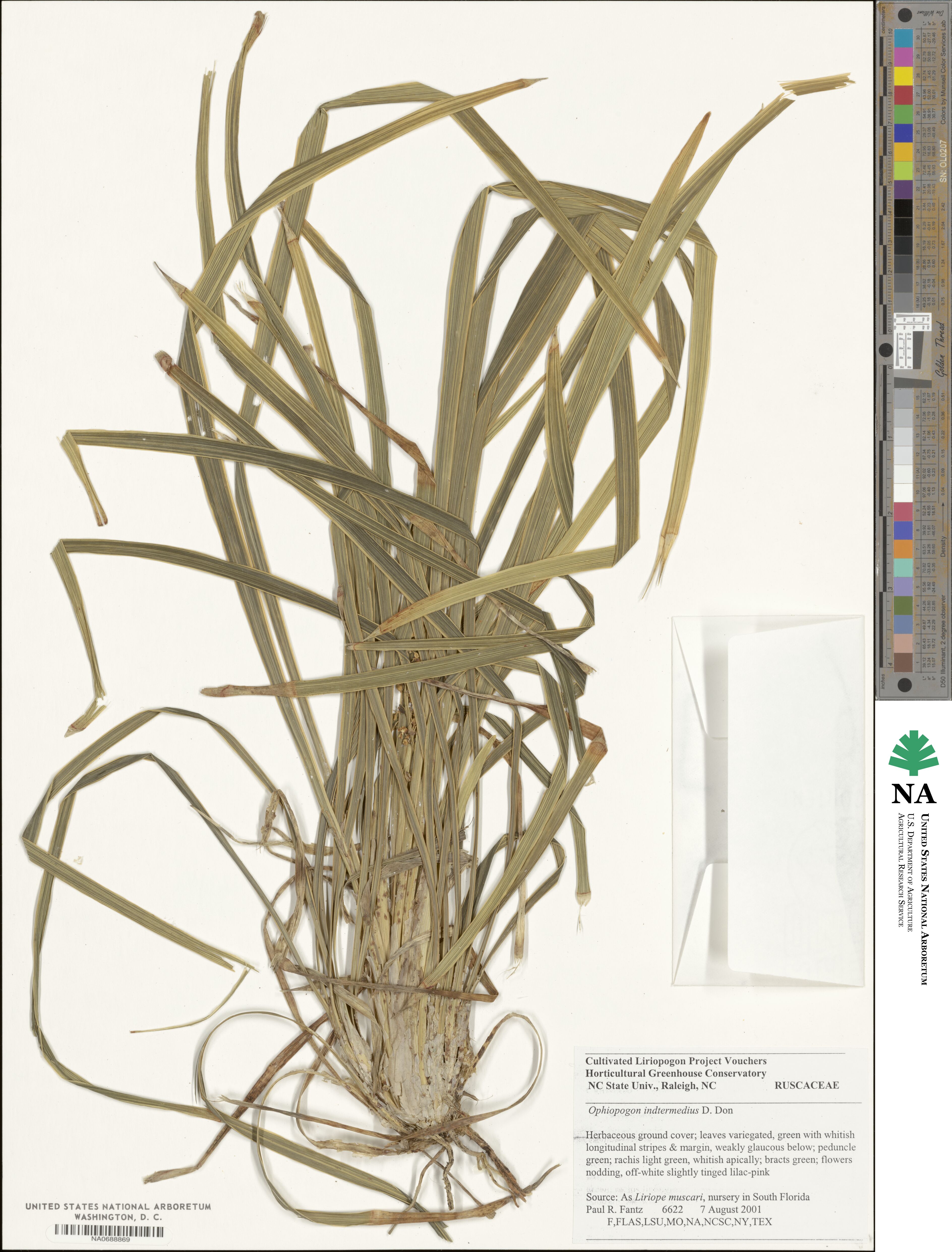Ophiopogon intermedius image