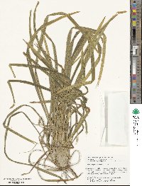 Ophiopogon intermedius image