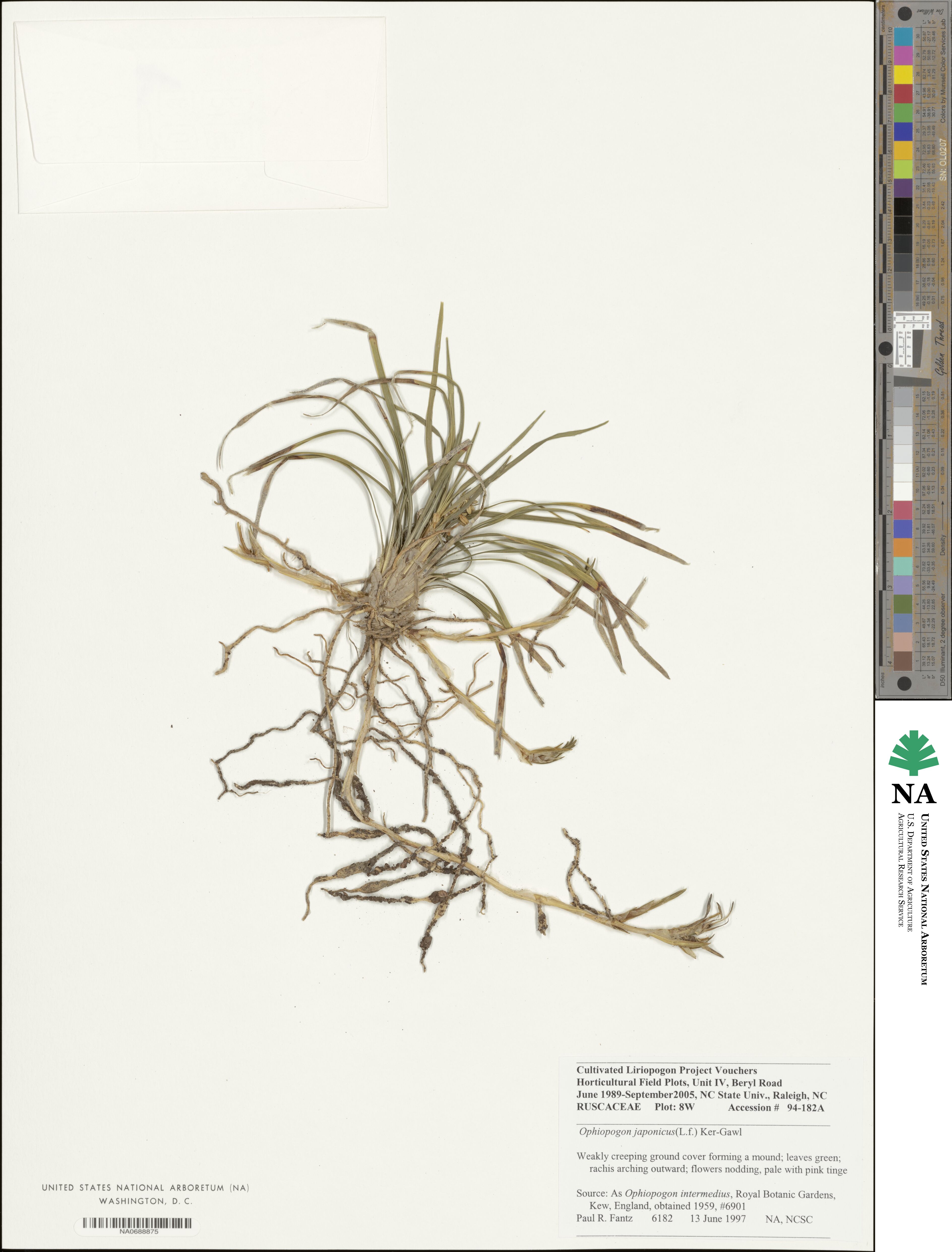 Ophiopogon japonicus image