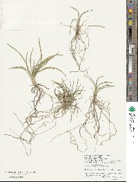 Ophiopogon japonicus image