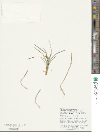 Ophiopogon japonicus image