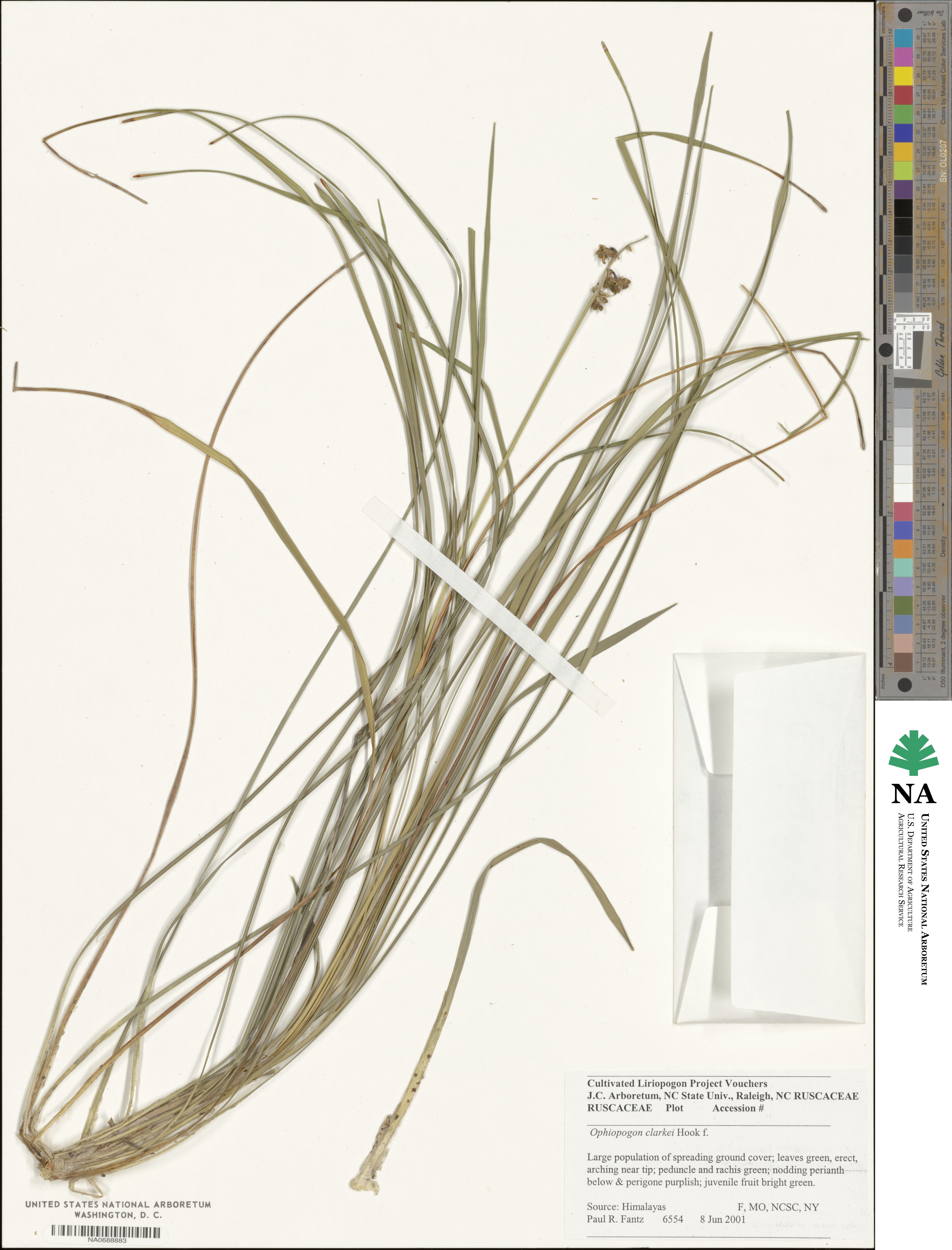 Ophiopogon clarkei image