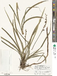 Liriope spicata image