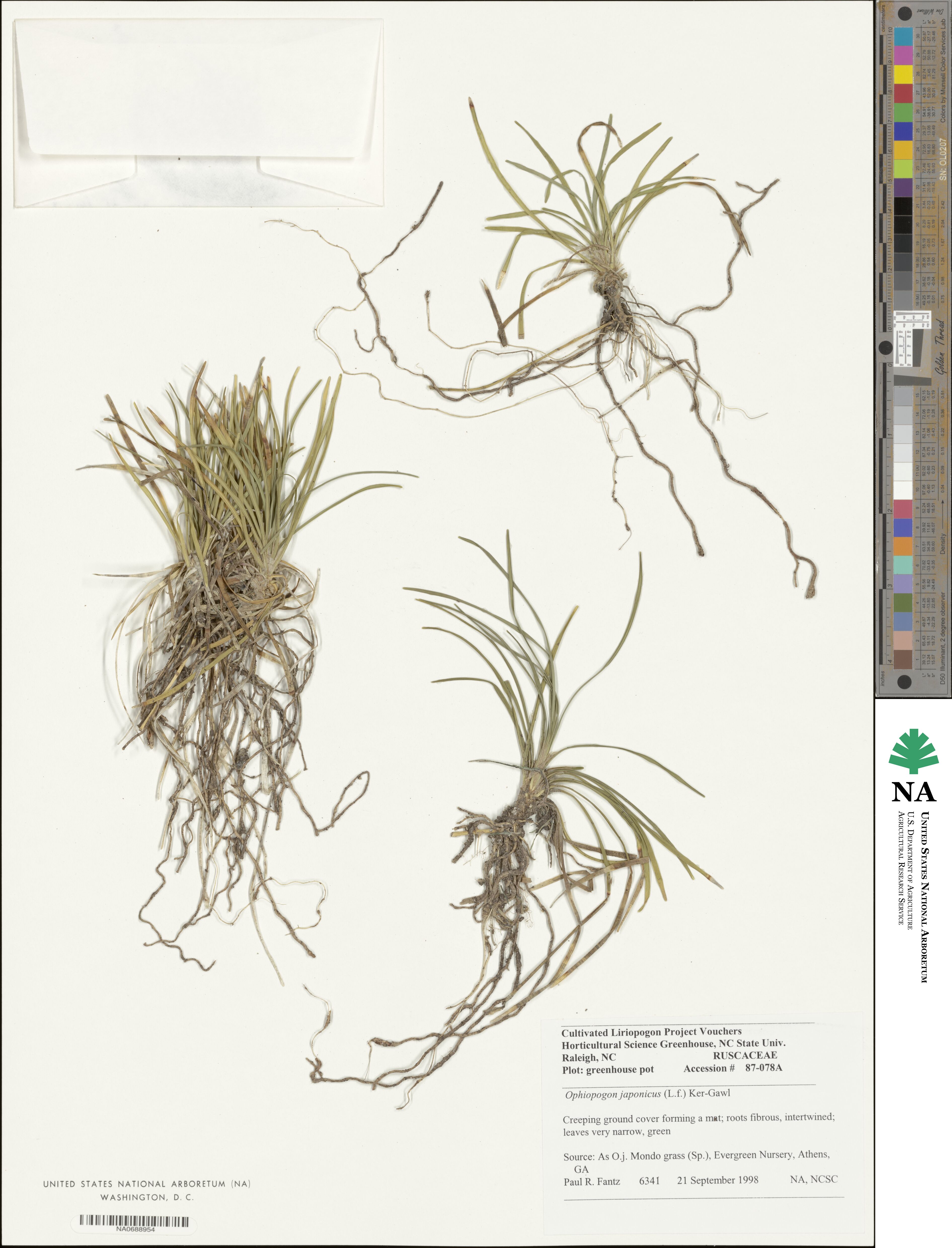 Ophiopogon japonicus image