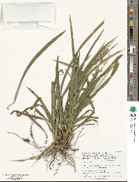 Liriope spicata image