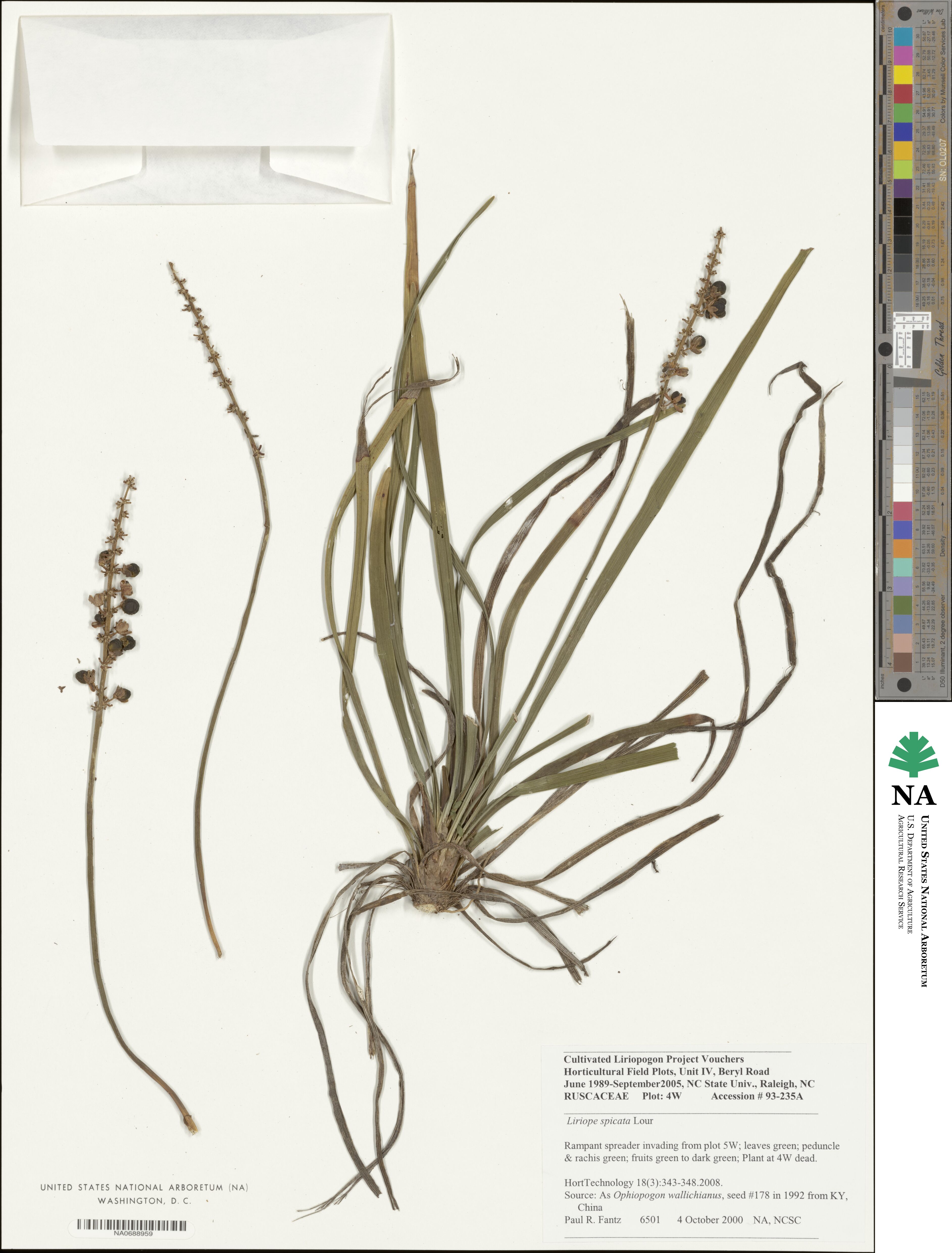 Liriope spicata image