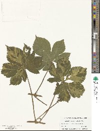 Humulus scandens image