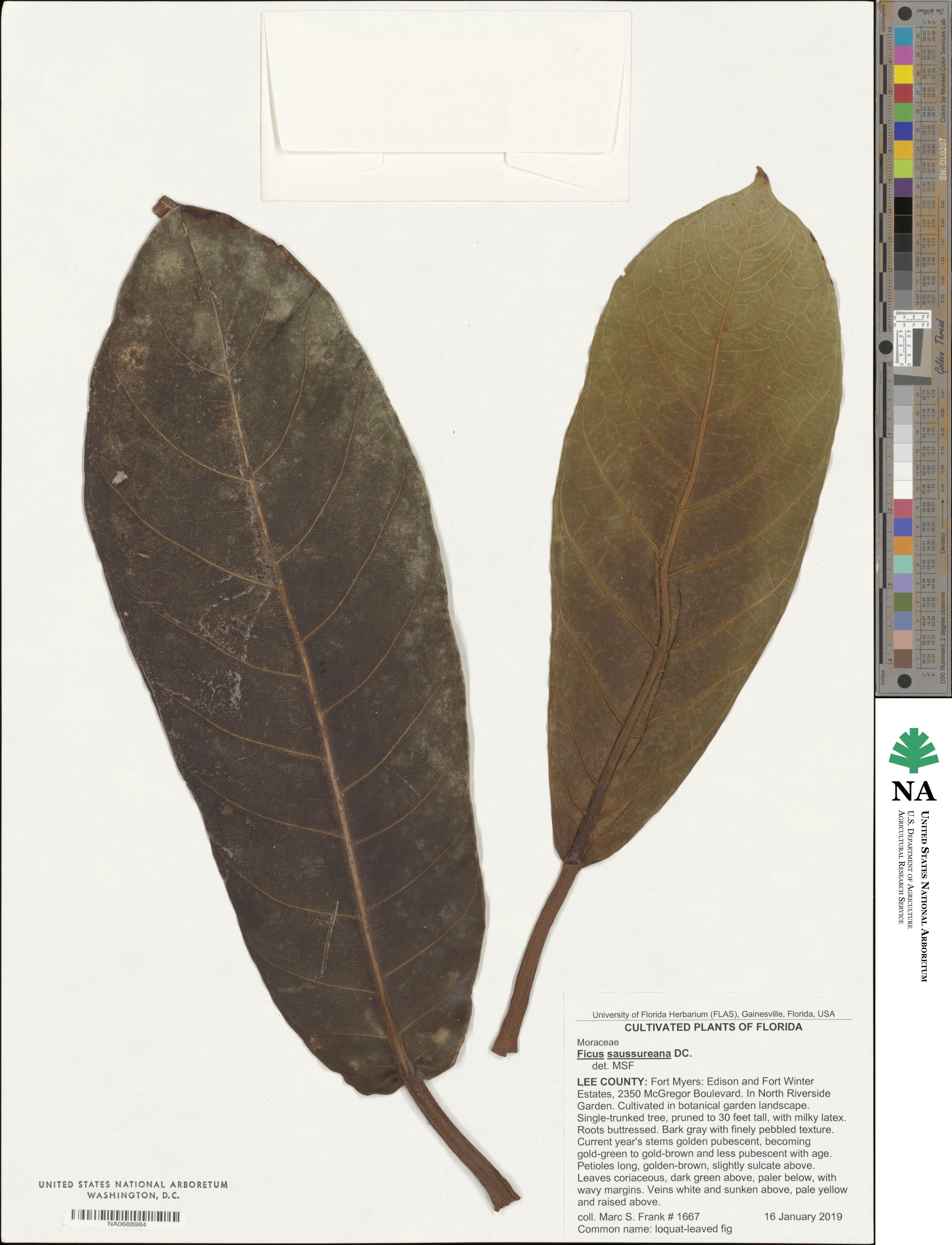 Ficus saussureana image