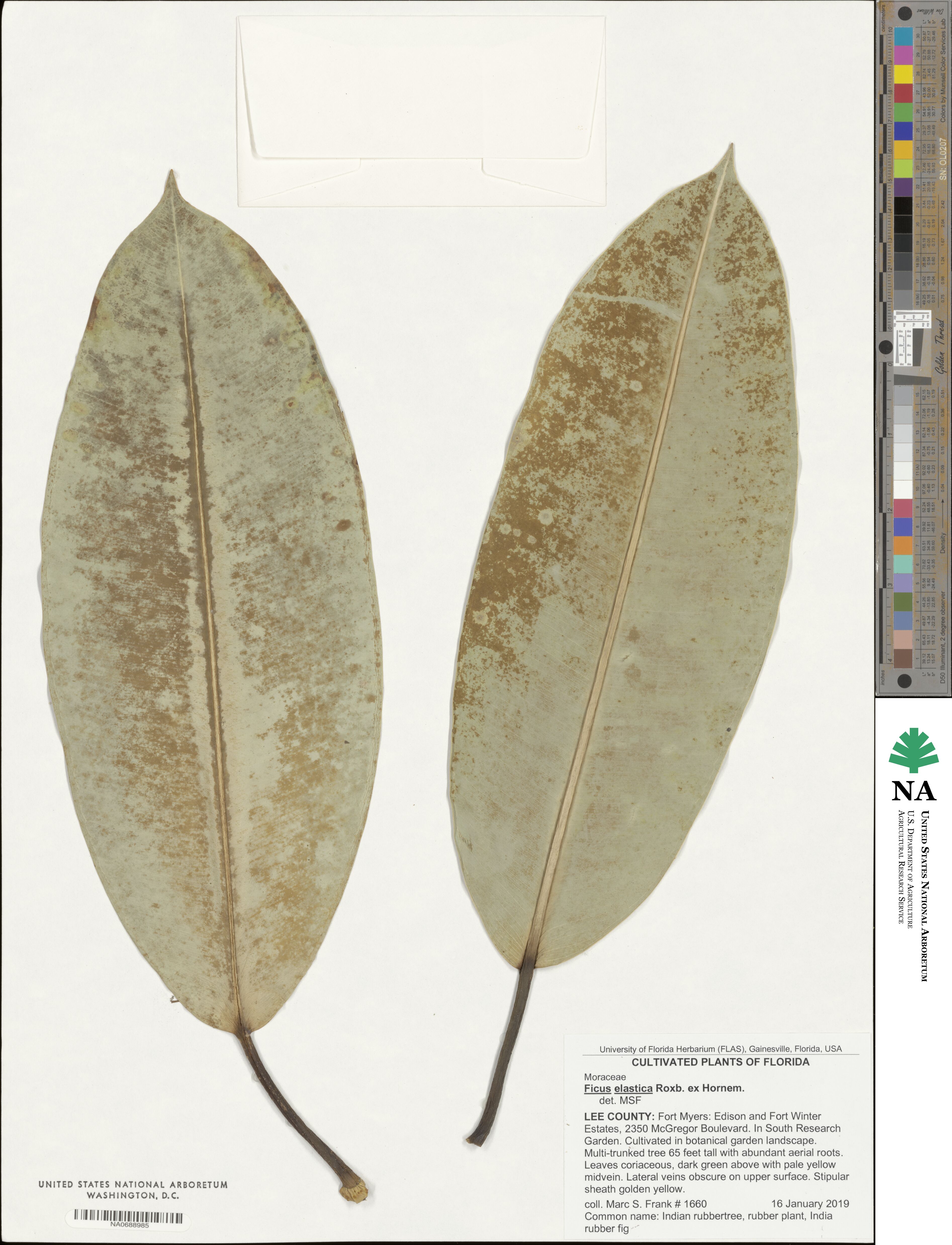 Ficus elastica image