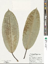 Ficus elastica image