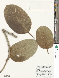 Ficus altissima image