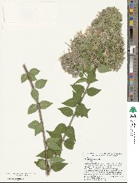 Abelia chinensis image