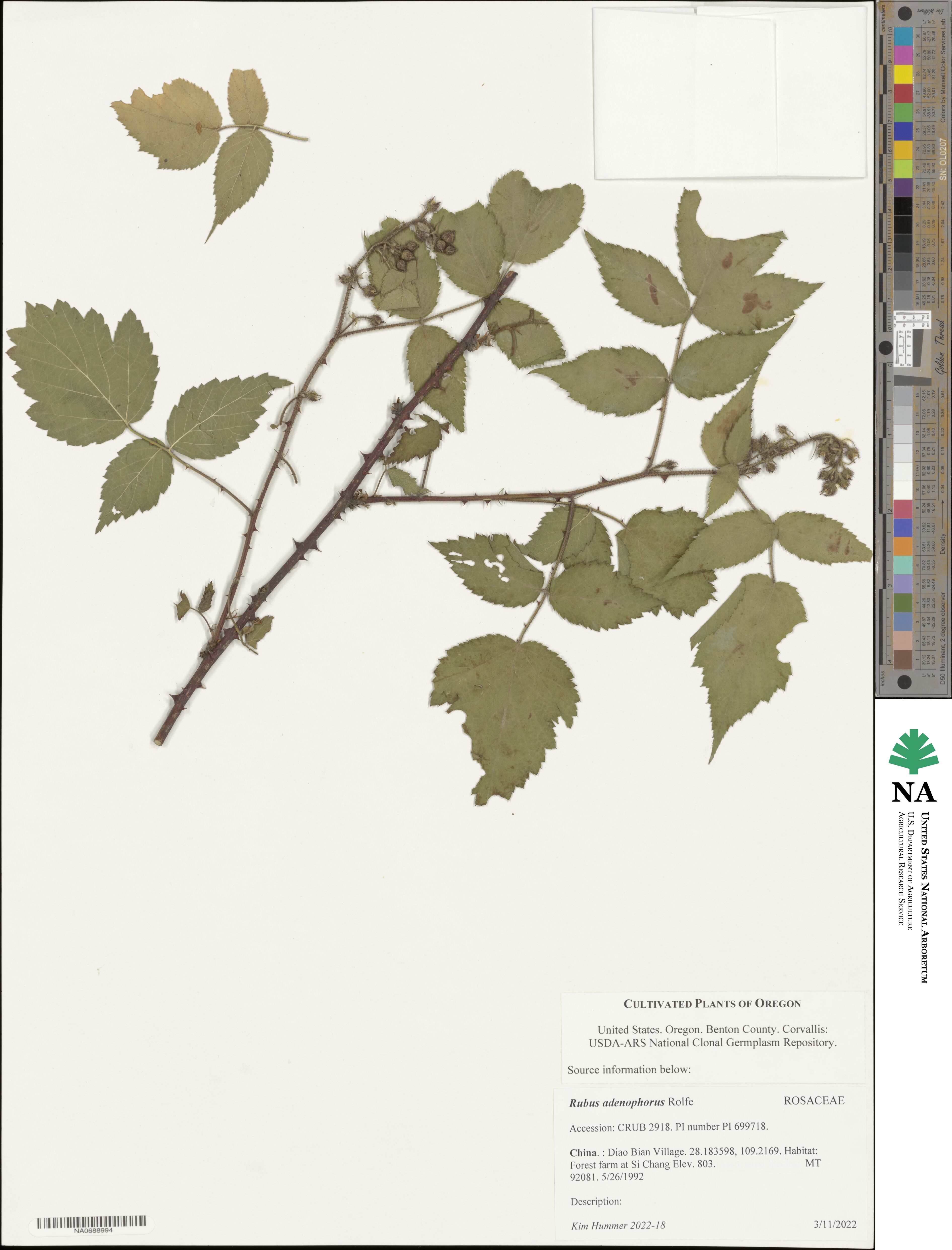 Rubus adenophorus image