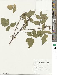 Rubus adenophorus image