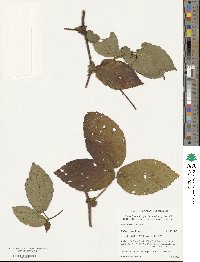 Rubus roseus image