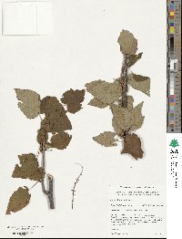 Ribes bolivianum image