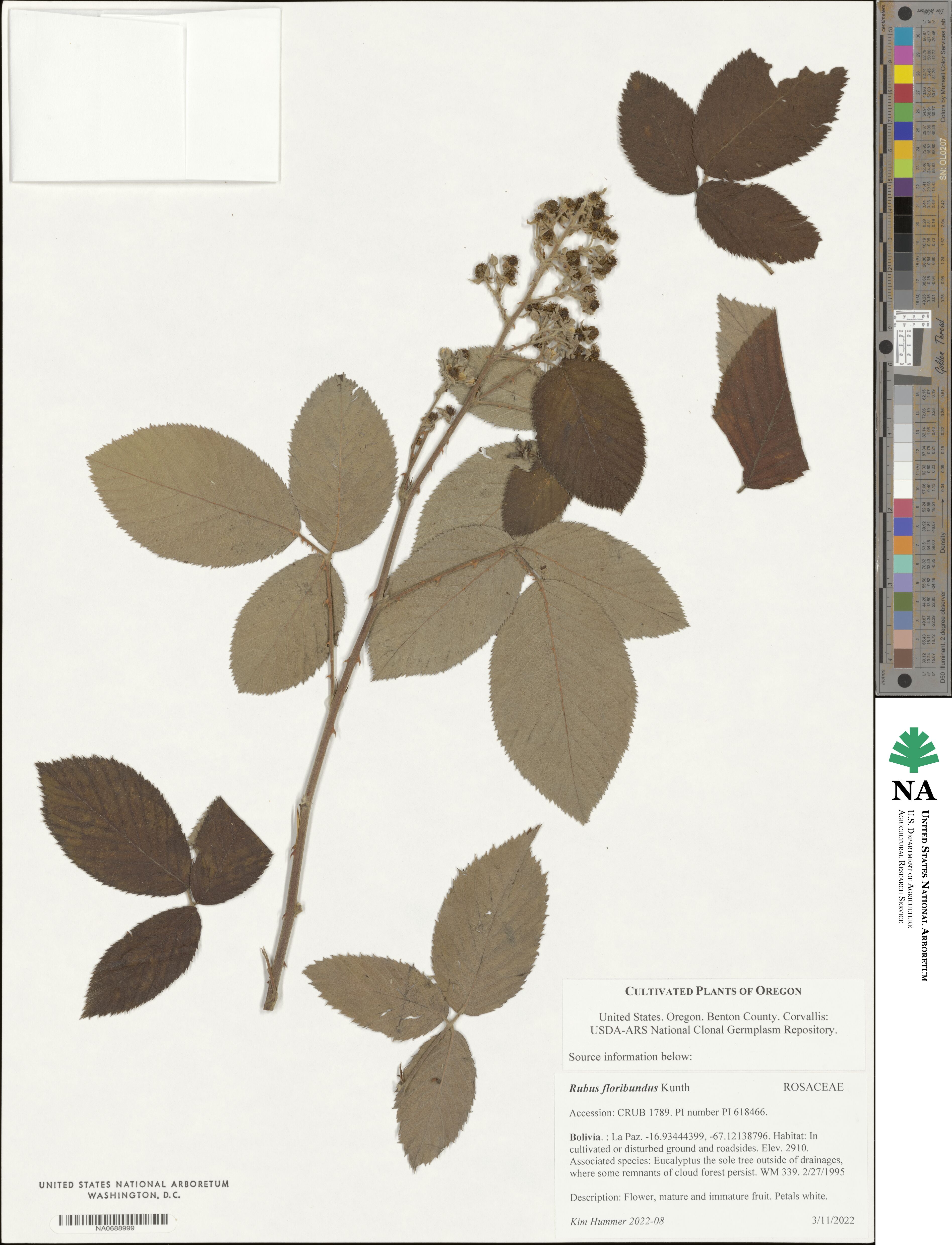 Rubus floribundus image