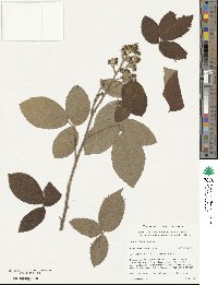 Rubus floribundus image