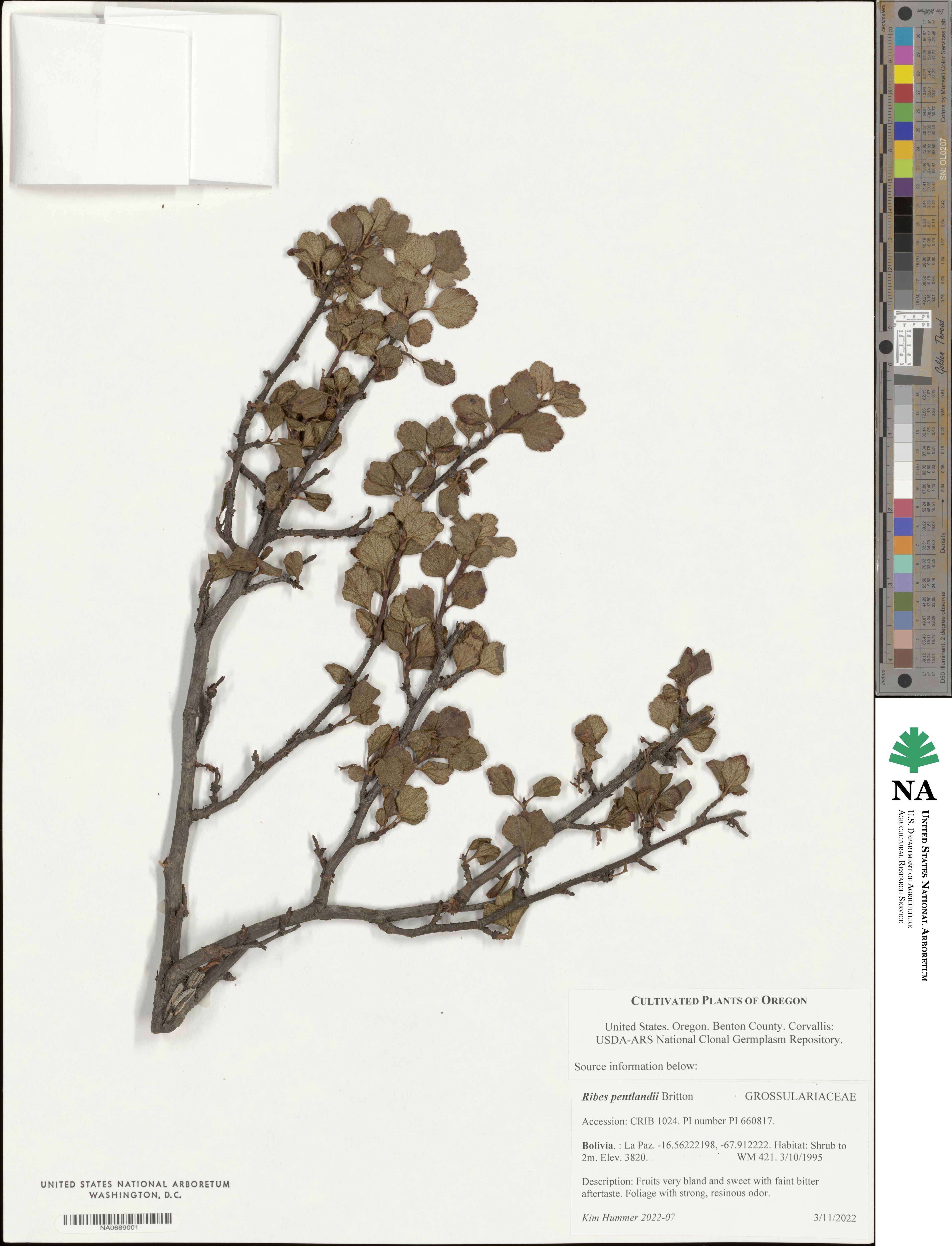 Ribes pentlandii image