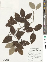 Rubus floribundus image