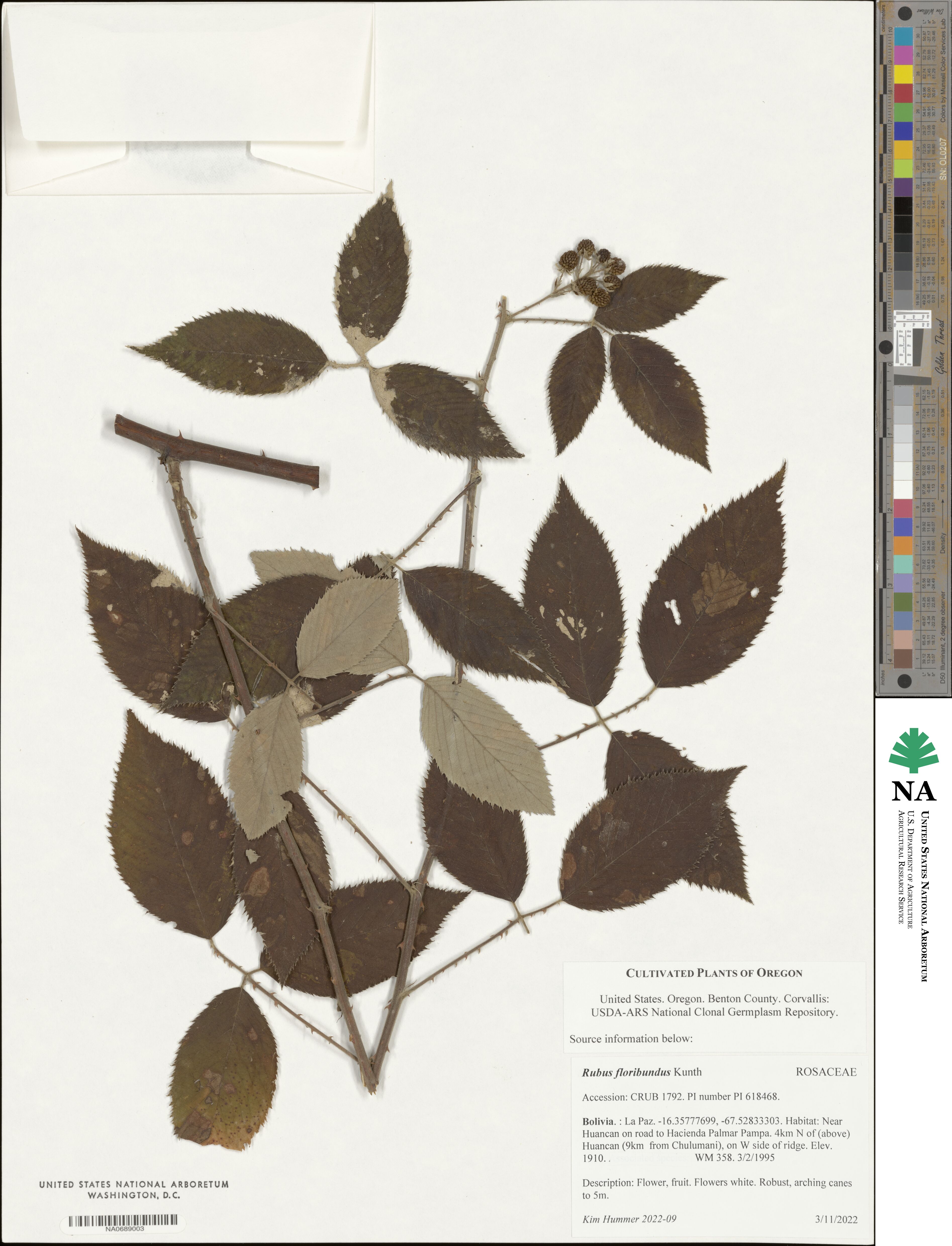 Rubus floribundus image