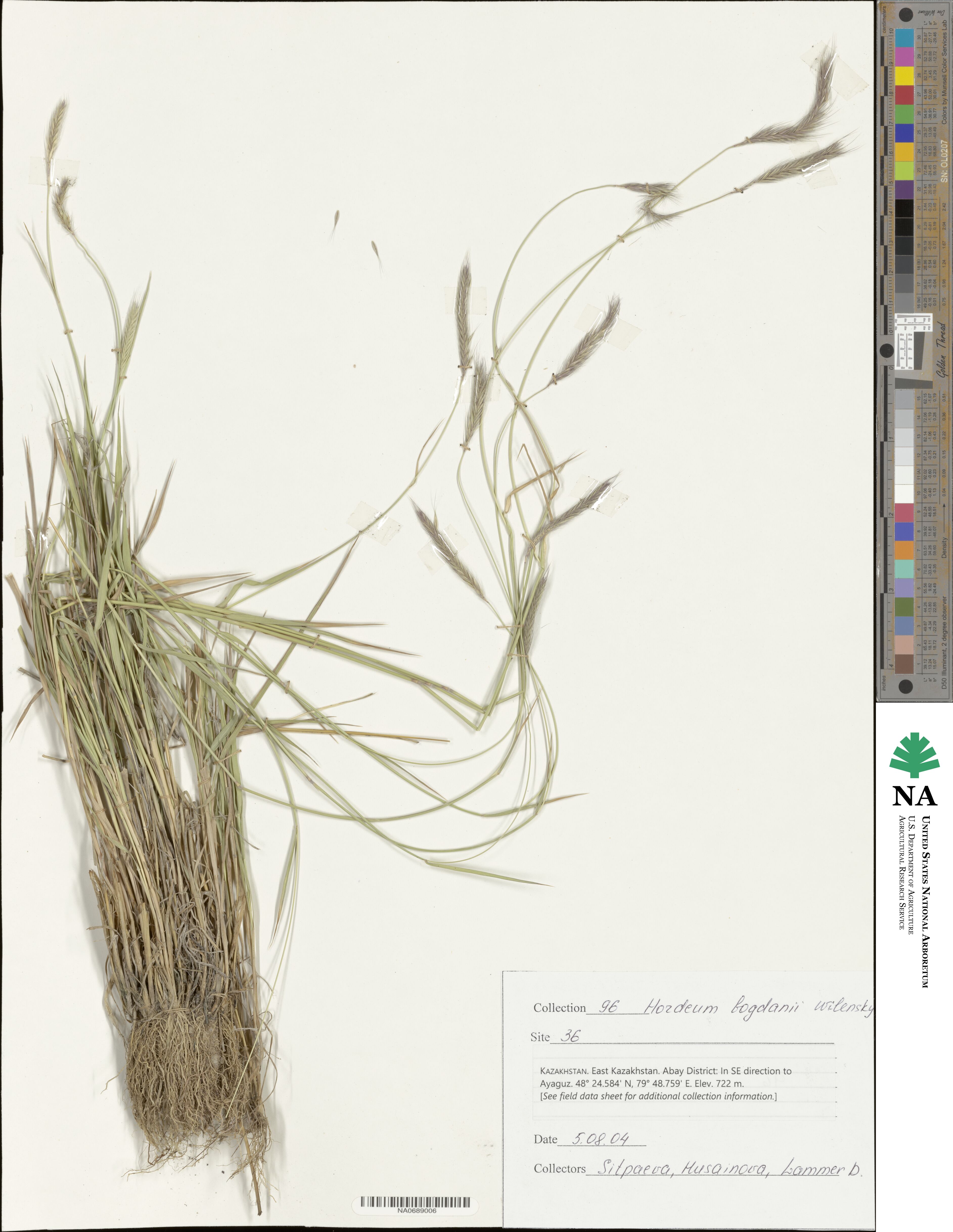 Hordeum bogdanii image