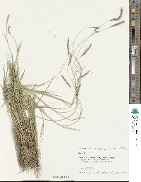 Hordeum bogdanii image