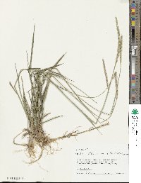 Elymus mutabilis image