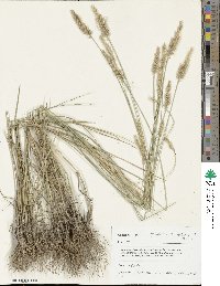 Agropyron cristatum image