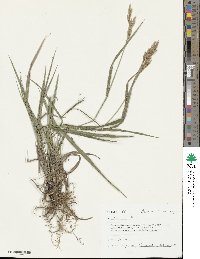 Bromus inermis image