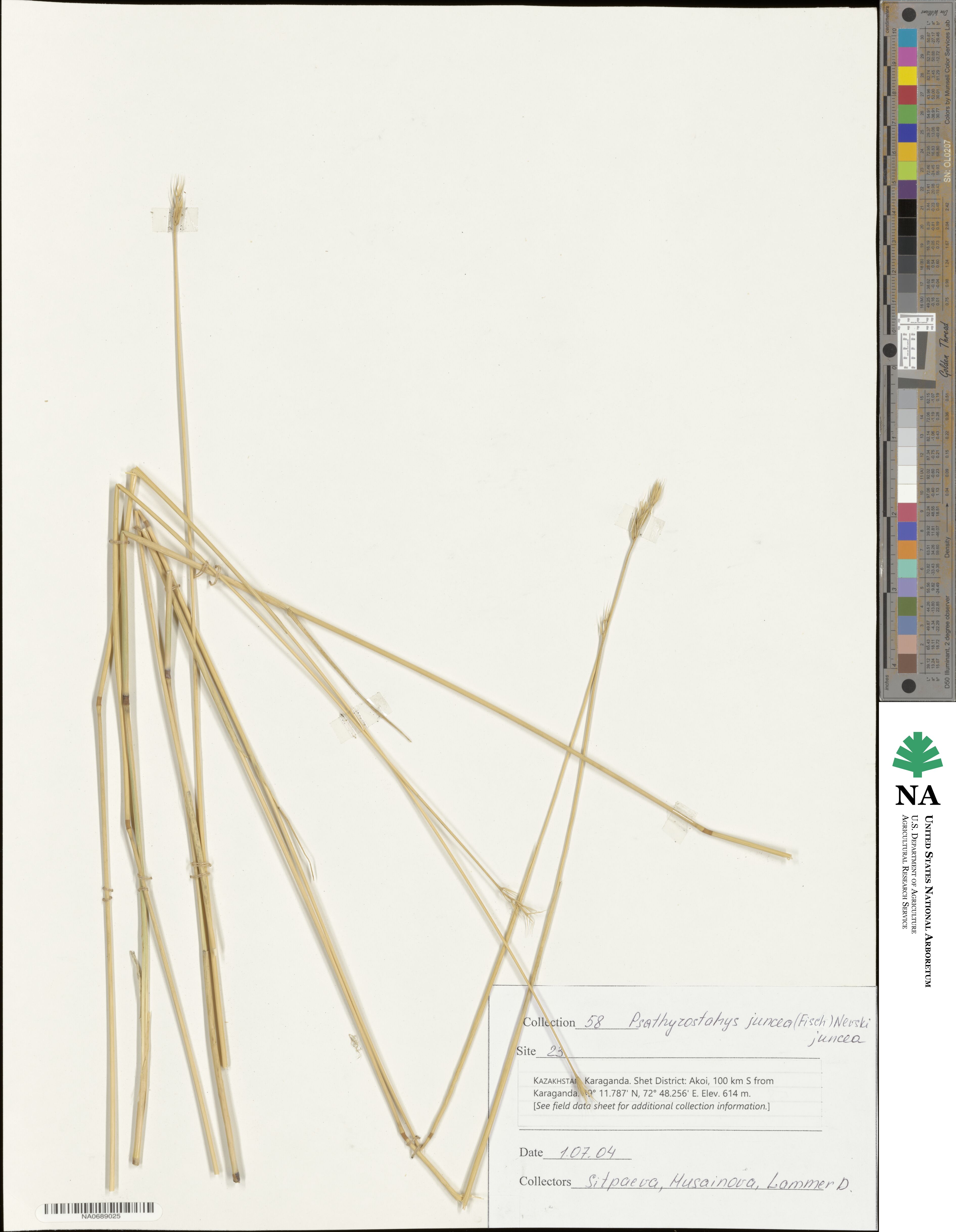 Psathyrostachys juncea image