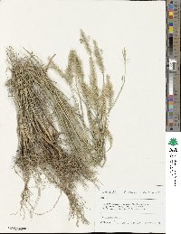 Agropyron cristatum image