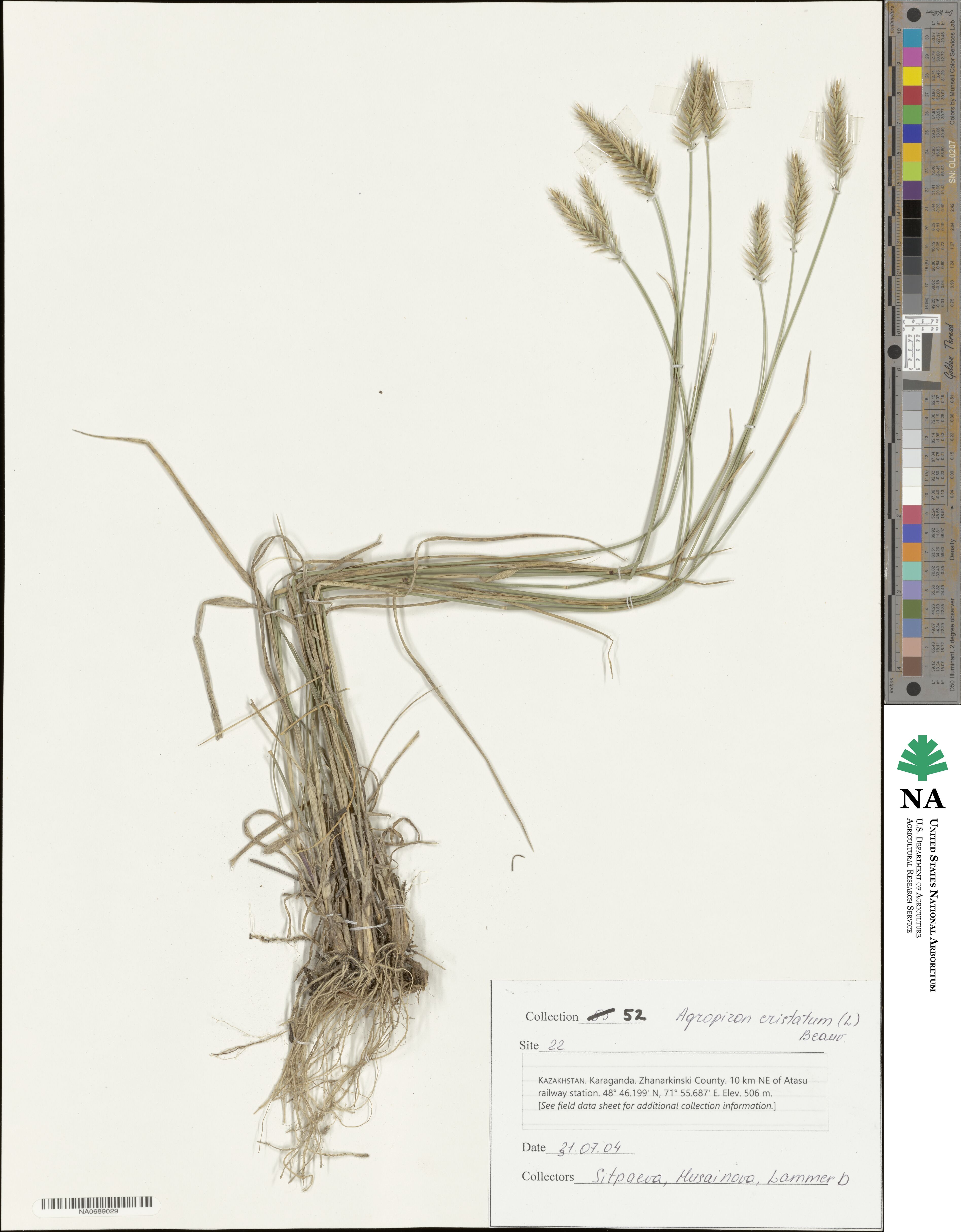 Agropyron cristatum image