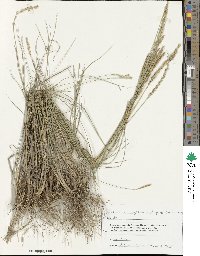 Agropyron fragile image