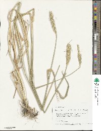 Triticum aestivum image